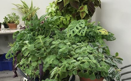 Making More Plants: Houseplant Propagation Fall 2026