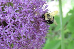 a bee, specifically a species of bumblebee like the Hunt's bumblebee, pollinating an Allium flower