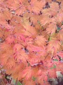 Green Thumb Gardening Fall 2025 Series