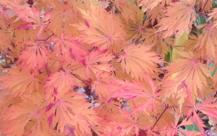 Green Thumb Gardening Fall 2025 Series