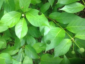 There are holes in my leaves!