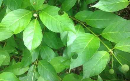 There are holes in my leaves!