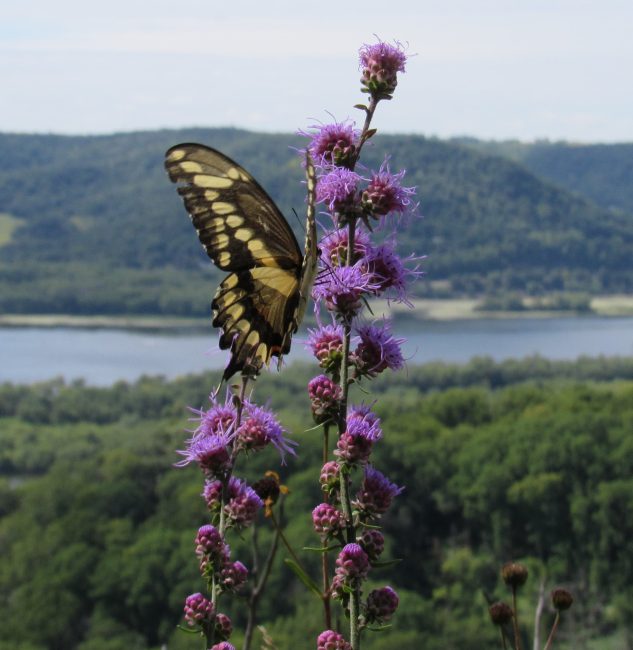 a Giant Swallowtail butterfly resting on a Prairie Blazing Star plant