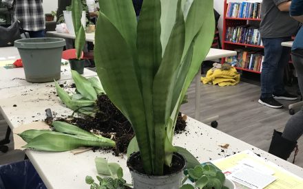 Making More Plants: Houseplant Propagation Workshops