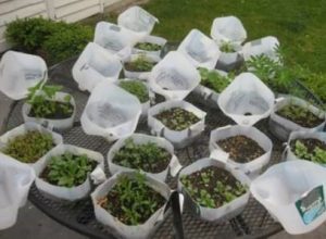 Wintersown Seed Starting of Wildflowers and Cold-Tolerant Vegetables Workshop