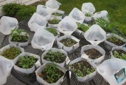 Wintersown Seed Starting of Wildflowers and Cold-Tolerant Vegetables Workshop