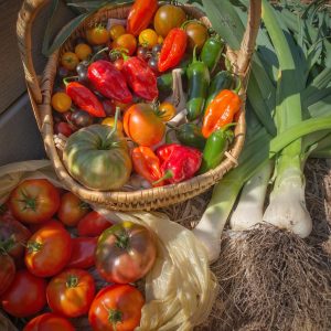 Green Thumb Gardening Winter 2026 Vegetable Series