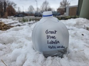 Winter Sowing Native Wildflower Seed