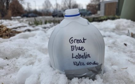 Winter Sowing Native Wildflower Seed
