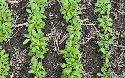 Balancing Cover Crops and Crop Yields