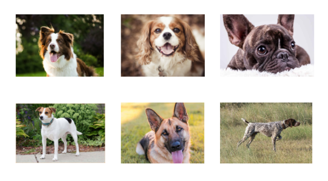 6 images of various dogs