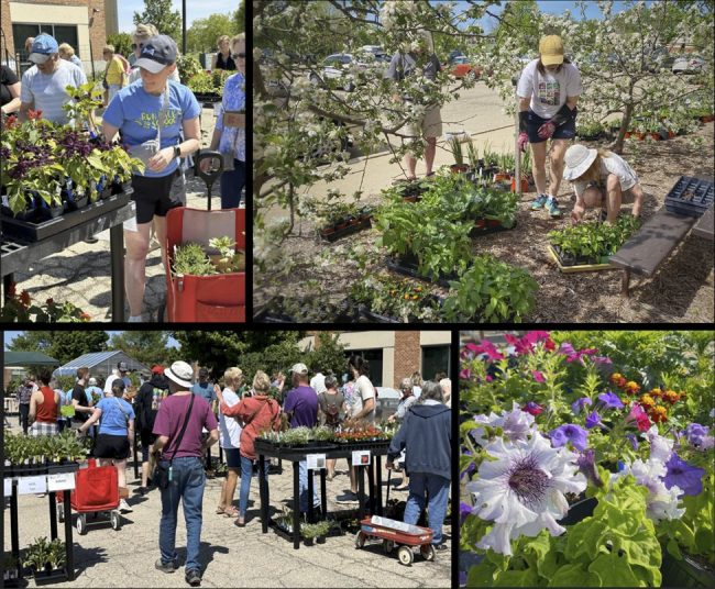 collage of photos of people shopping at a plant sale